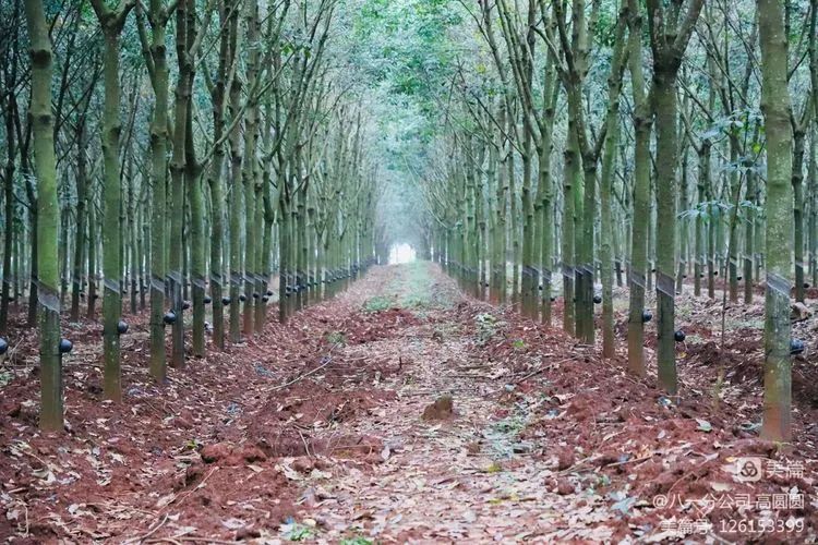 首页| 88858cc永利集团(Macau)官方网站